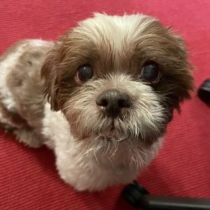 Meet your Posher, William